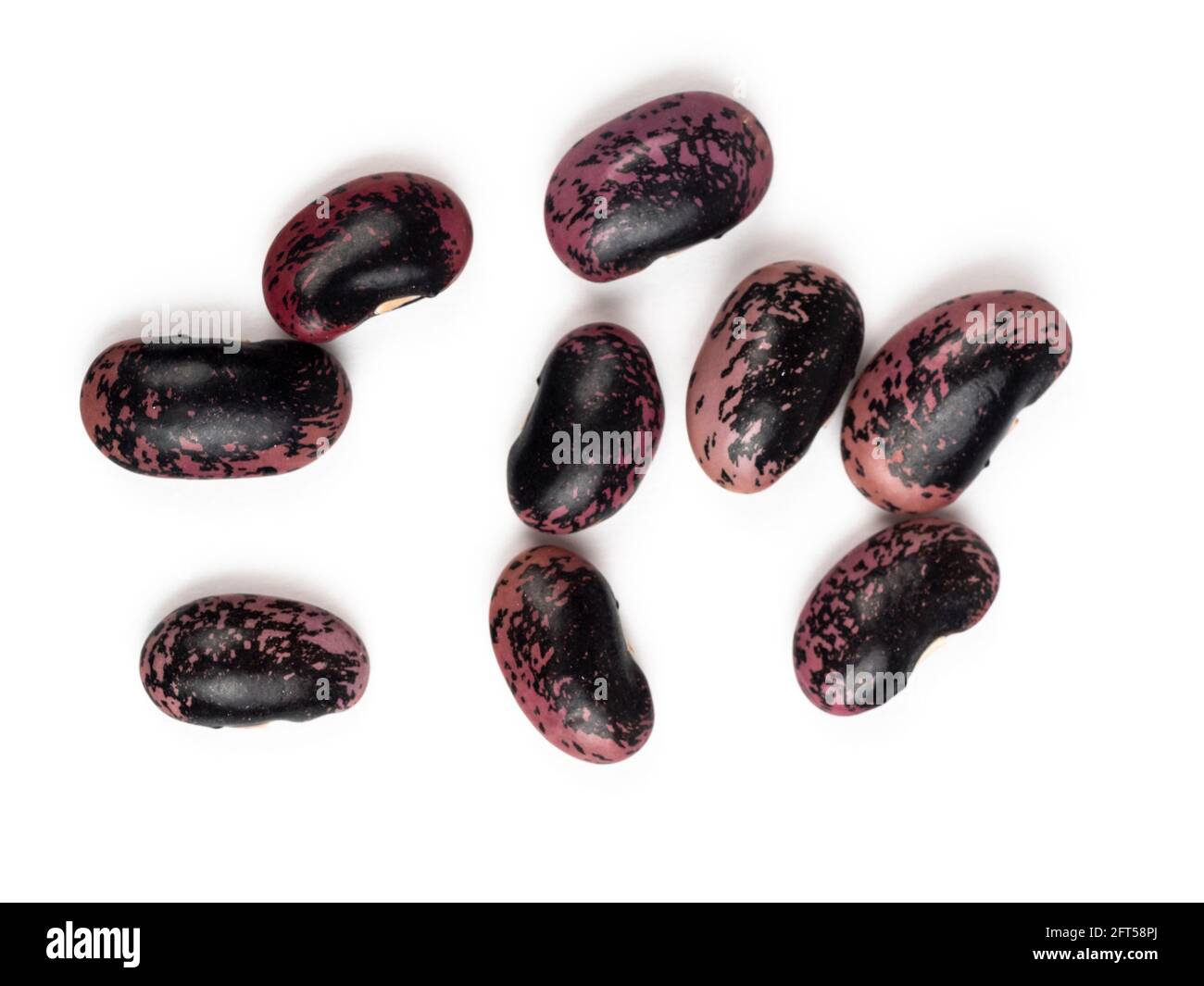 Graines tachetées du haricot grimpant Phaseolus coccineus 'Emperor carlet', isolées sur fond blanc Banque D'Images