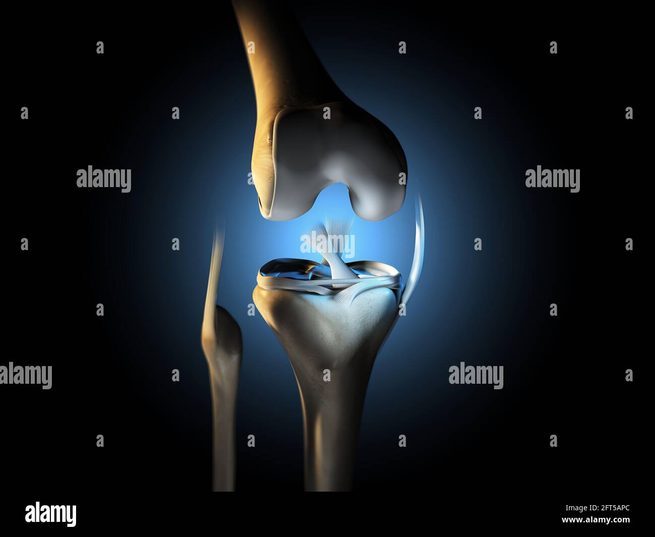 Illustration 3D montrant l'articulation du genou avec les ligaments, le ménisque, le cartilage articulaire, le péroné et le tibia. Banque D'Images