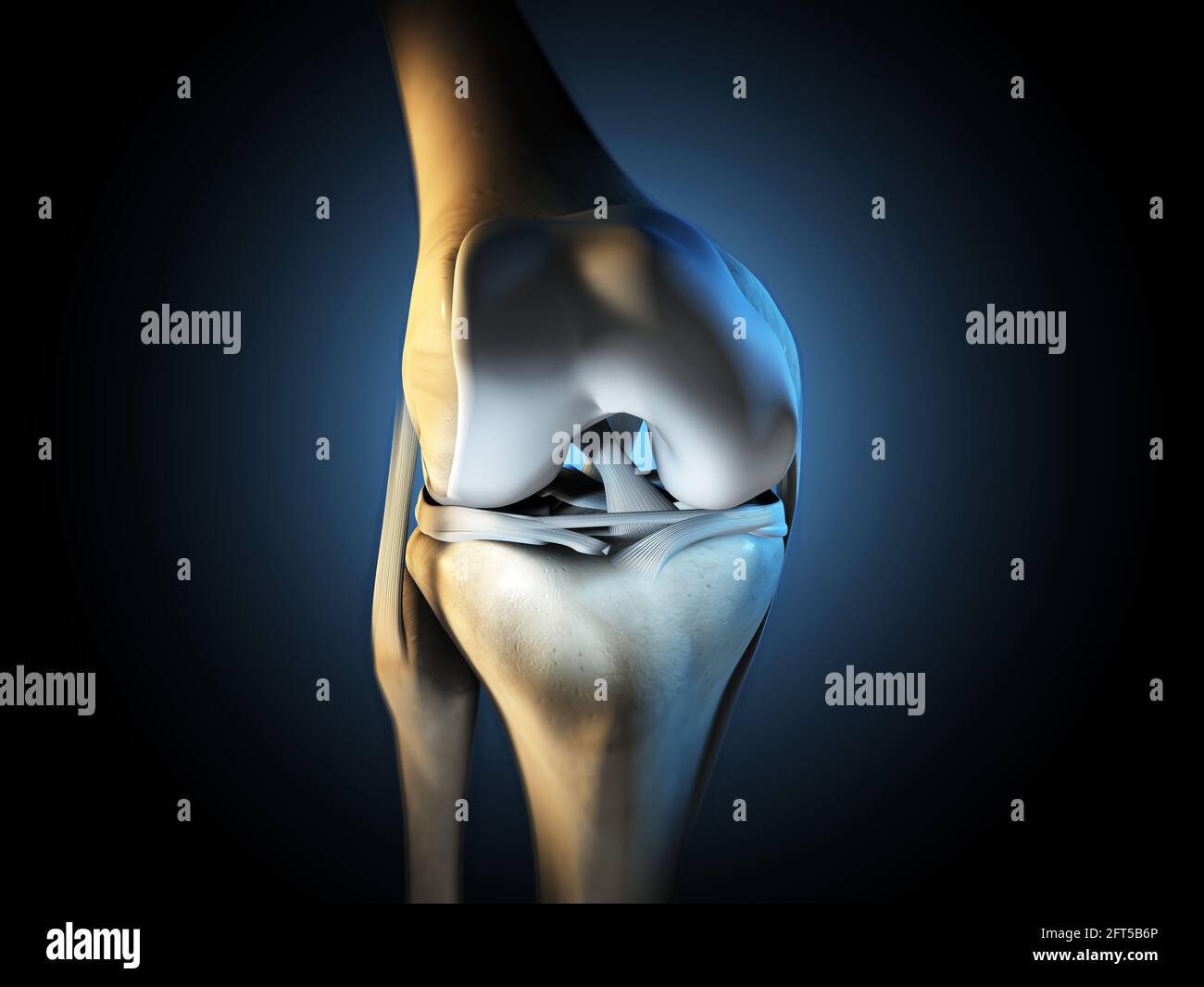 Illustration 3D montrant l'articulation du genou avec les ligaments, le ménisque, le cartilage articulaire, le péroné et le tibia. Banque D'Images