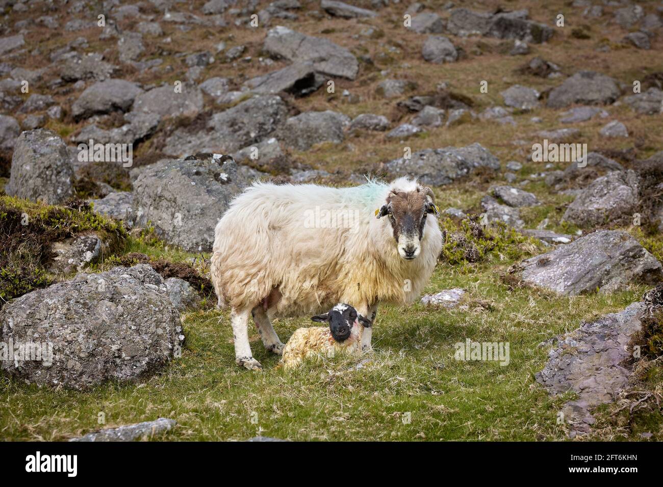 animaux libres, moutons et béliers nouvellement nés. Banque D'Images