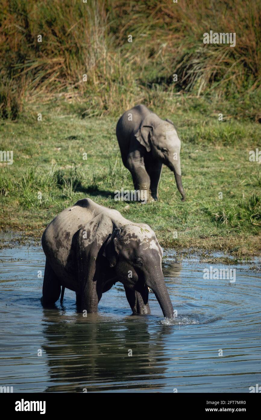 Eléphant asiatique, Elepha maxima indicus, réserve de tigres de Kaziranga, Assam, Inde Banque D'Images