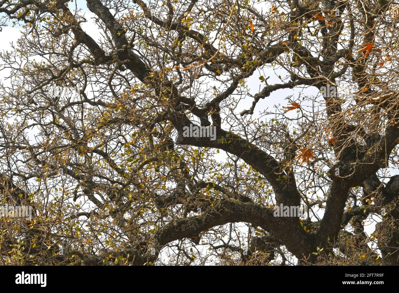Chêne géant Banque D'Images