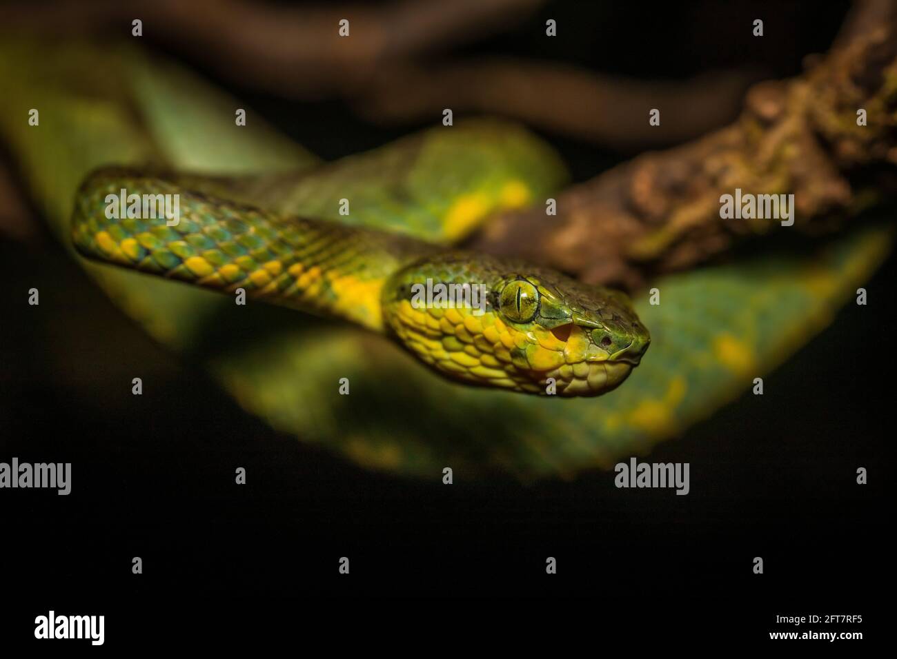 Bambou Pit Viper, Trimeresurus gramineus, Satara, Maharashtra, Inde Banque D'Images