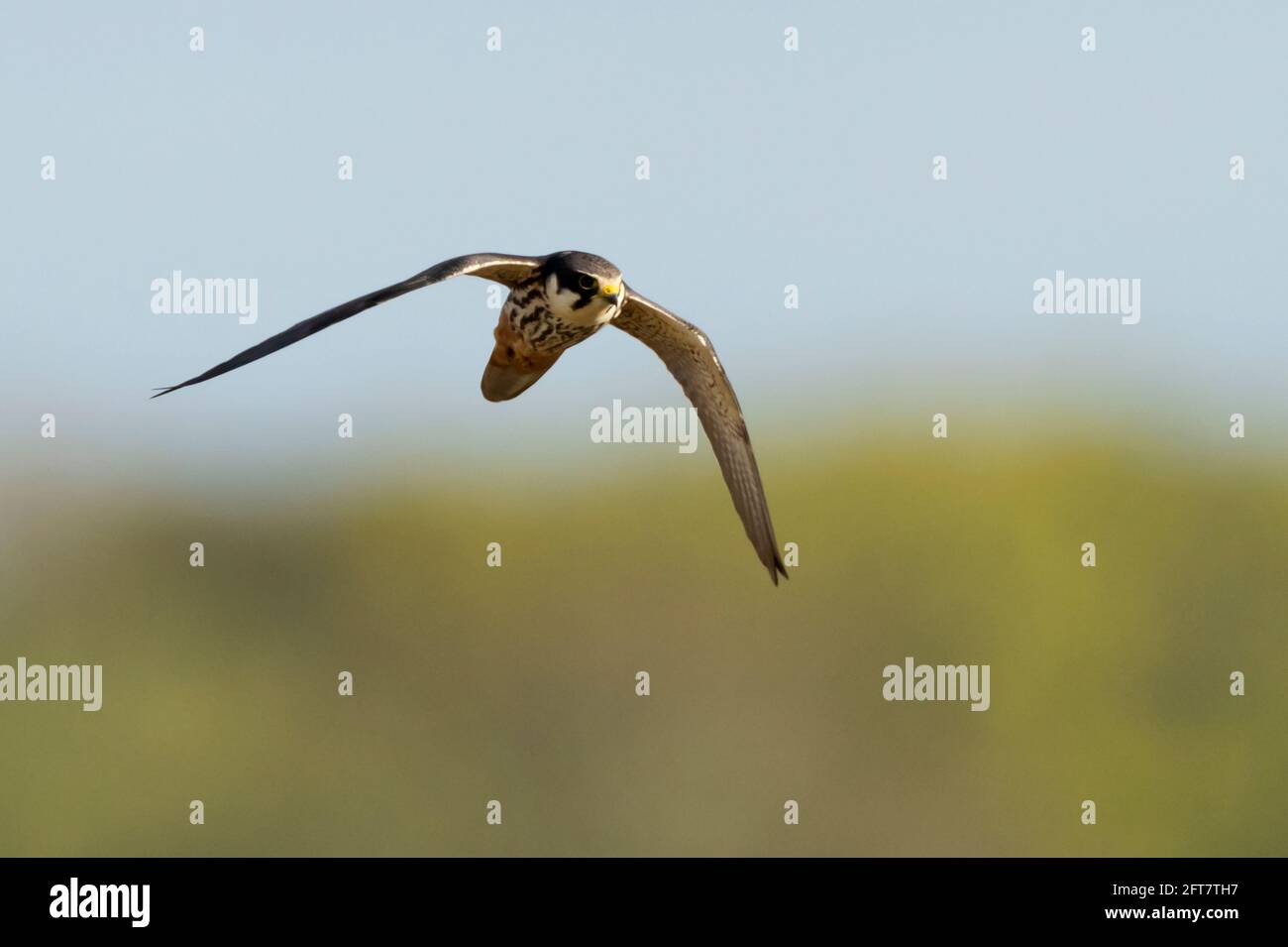 Un Hobby (Falco subbuteo) en vol au-dessus des terres humides, Norfolk Banque D'Images