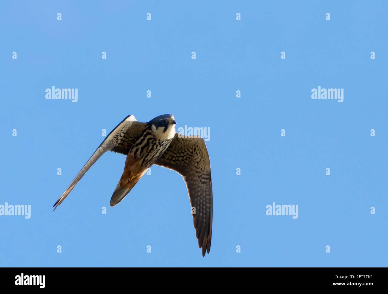 Un Hobby (Falco subbuteo) en vol au-dessus des terres humides, Norfolk Banque D'Images