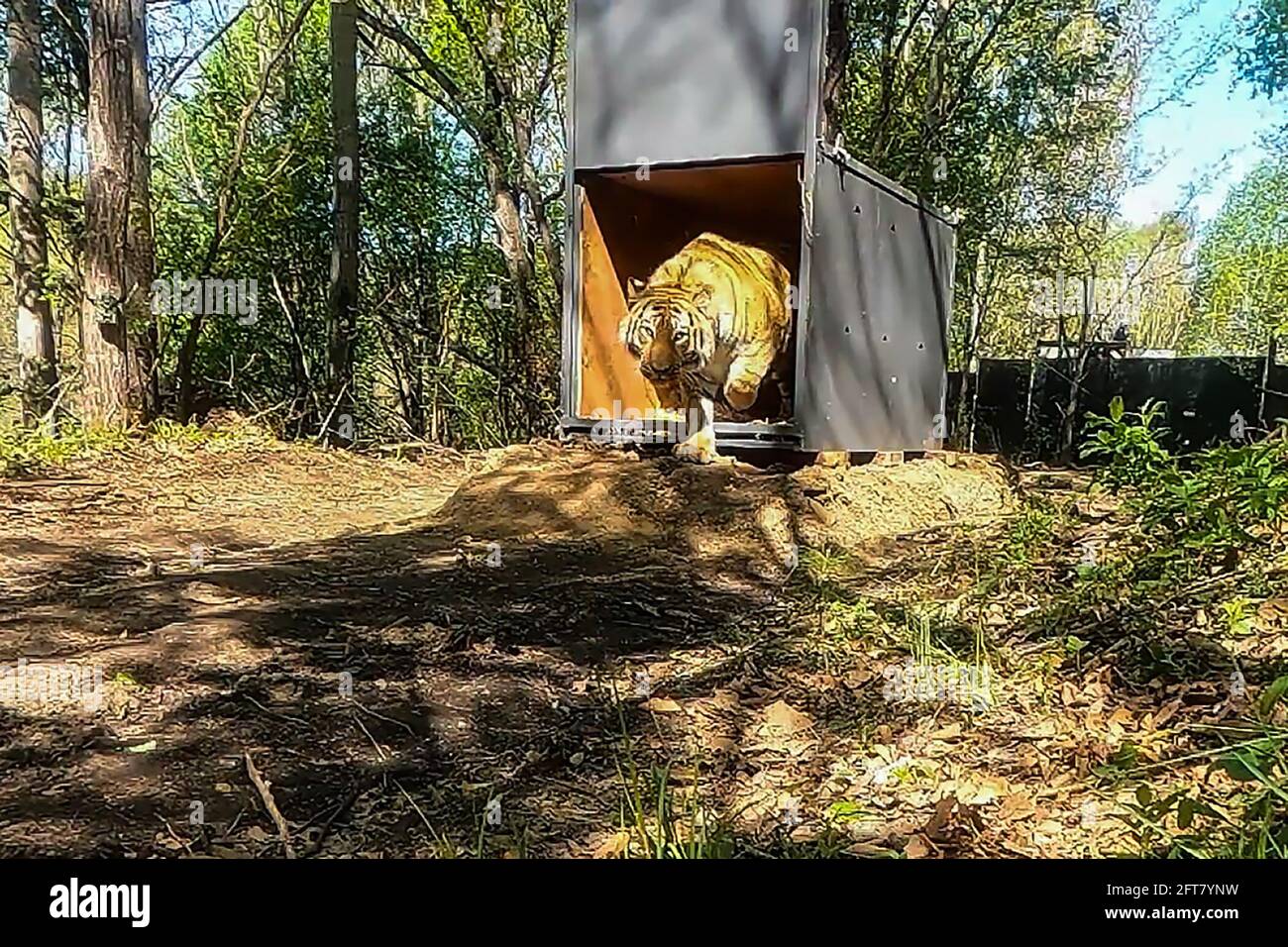 Harbin. 21 mai 2021. La capture d'écran vidéo montre un tigre de Sibérie sauvage libéré dans la nature dans la province de Heilongjiang, dans le nord-est de la Chine, le 18 mai 2021. Credit: Xinhua/Alay Live News Banque D'Images