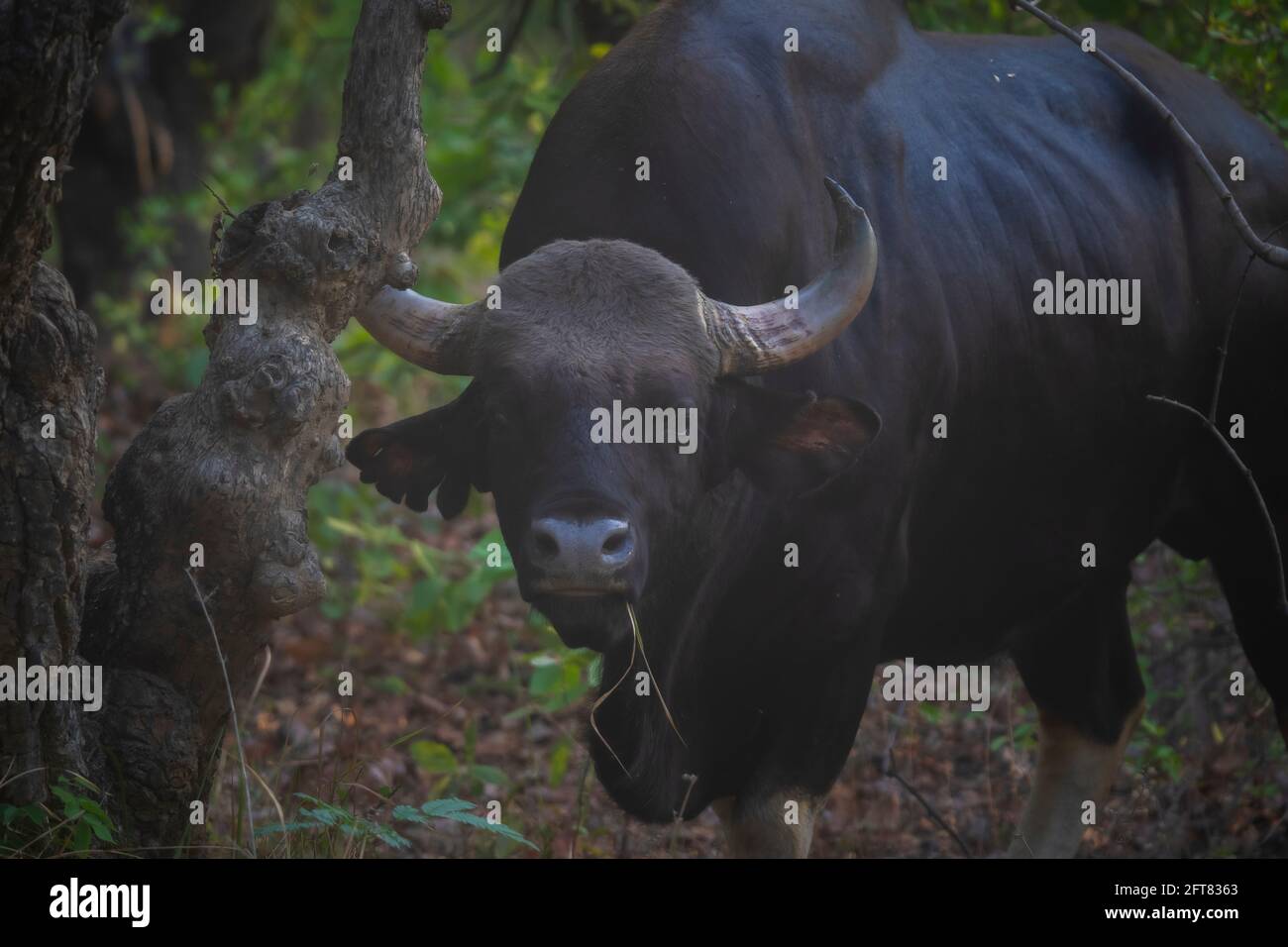 Gaur, Bos Gaurus, réserve naturelle de la Karhandla, Maharashtra, Inde. Banque D'Images