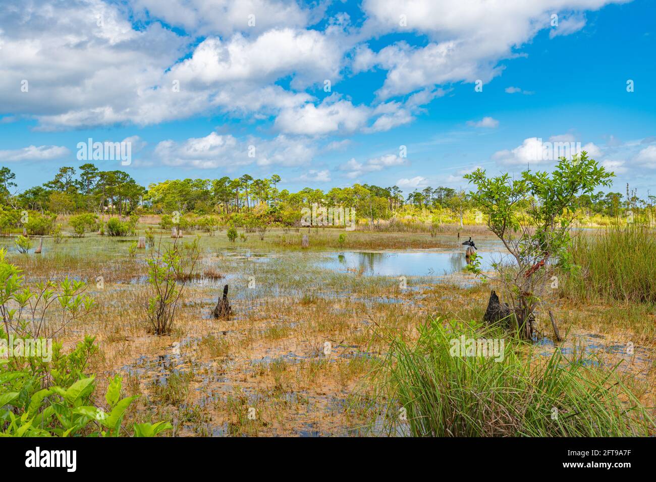 Marais Button Bush au parc national St. Andrews, Panama City, Floride. Anhinga sur les ailes de séchage de souche. Banque D'Images