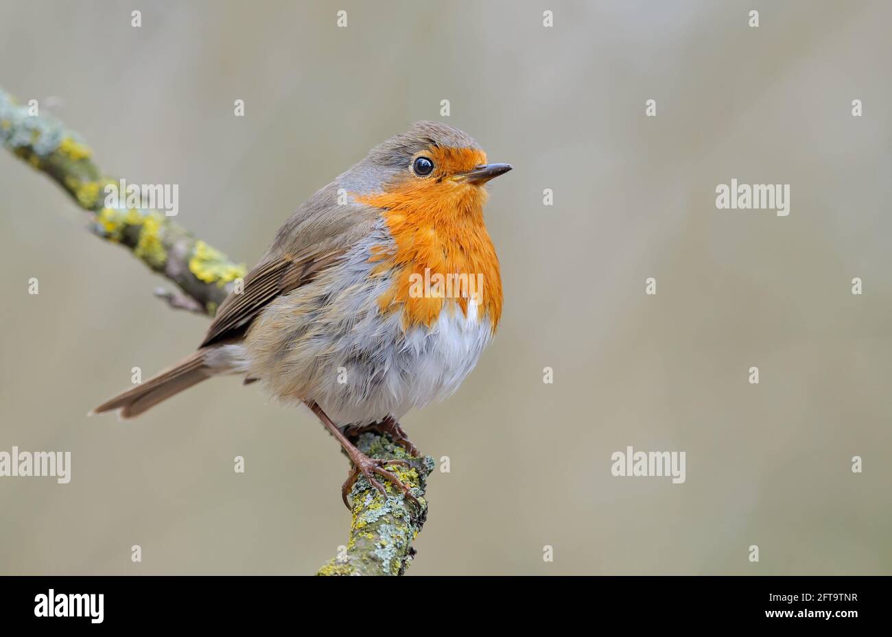 Le robin européen (erithacus rubecula) pose sur une branche de lichen avec un fond clair et clair et pâle Banque D'Images