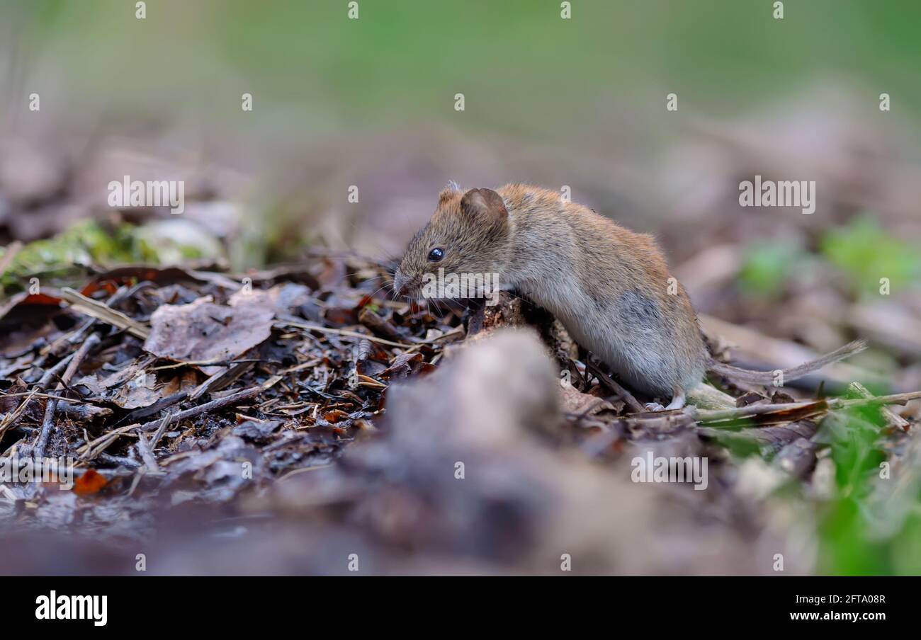 Vole de banque (myodes glareolus) rampant sur la vieille branche de bois mort et les feuilles sur le plancher de la forêt d'été Banque D'Images