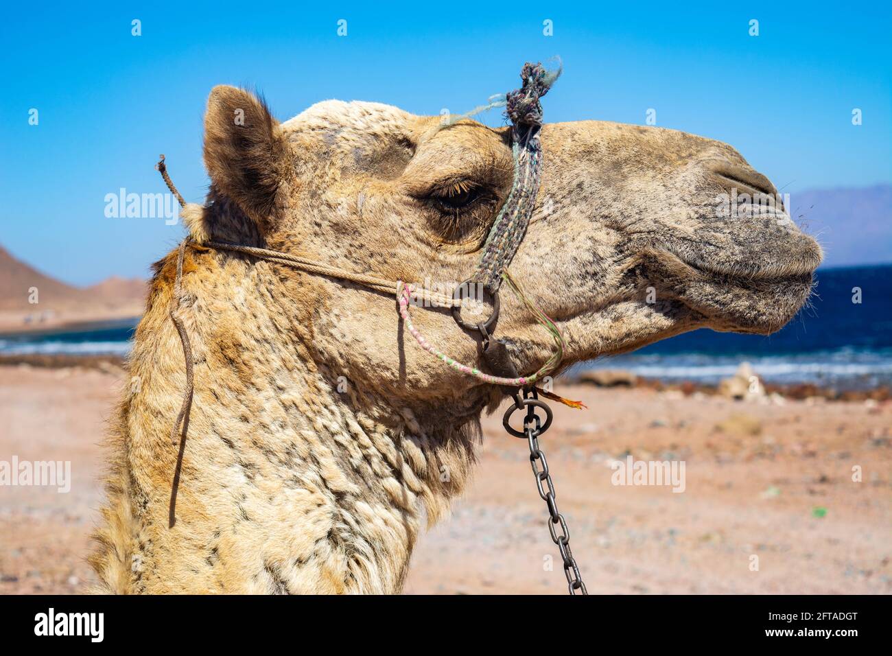 Museau de chameau. Portrait d'un chameau en gros plan. Égypte, jour d'été ensoleillé. Navire du désert. Le chameau sur fond de désert et bleu ciel et mer. Banque D'Images