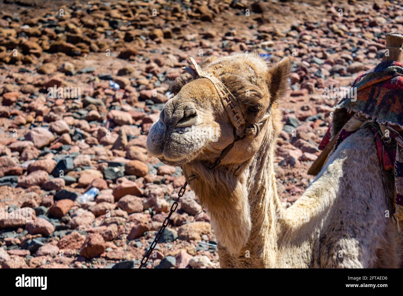 Museau de chameau. Portrait d'un chameau en gros plan. Égypte, jour d'été ensoleillé. Navire du désert. Le chameau sur fond de désert et bleu ciel et mer. Banque D'Images