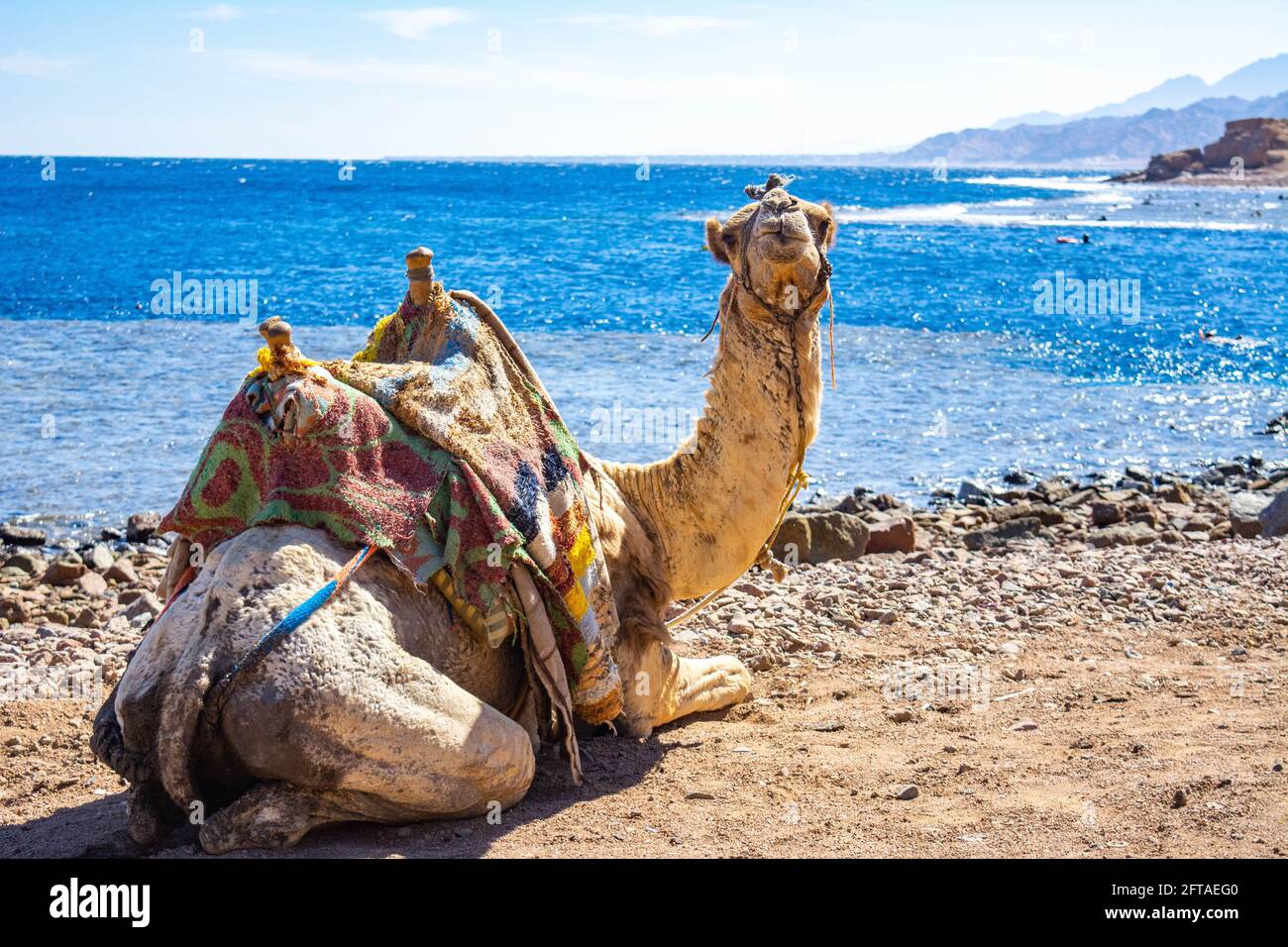 Museau de chameau. Portrait d'un chameau en gros plan. Égypte, jour d'été ensoleillé. Navire du désert. Le chameau sur fond de désert et bleu ciel et mer. Banque D'Images