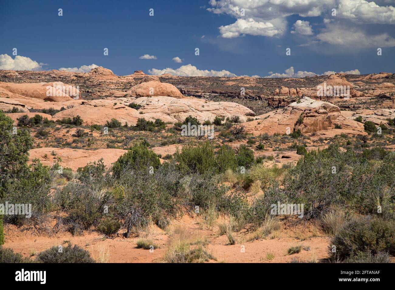 Petrified Dunes dans le parc national d'Arches, Utah, États-Unis. Banque D'Images
