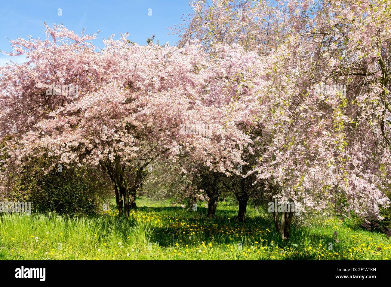 Prunus Pink Ballerina arbres dans le verger beau temps Banque D'Images
