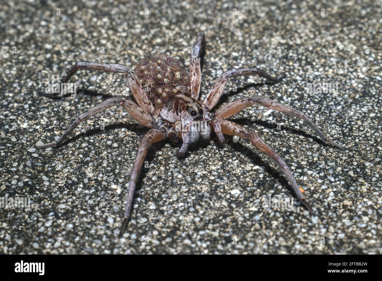 La Femelle Hogna Carolinensis Communement Connue Sous Le Nom D Araignee De Loup De Caroline Sur La Route Avec Des Bebes Sur Le Dos Ou L Abdomen Les Jambes Se Repandent La Jambe La Femelle Hogna Carolinensis Communement Connue Sous Le Nom D Araignee De Loup De Caroline Sur La Route Avec Des Bebes Sur Le Dos Ou L Abdomen Les Jambes Se Repandent La Jambe
