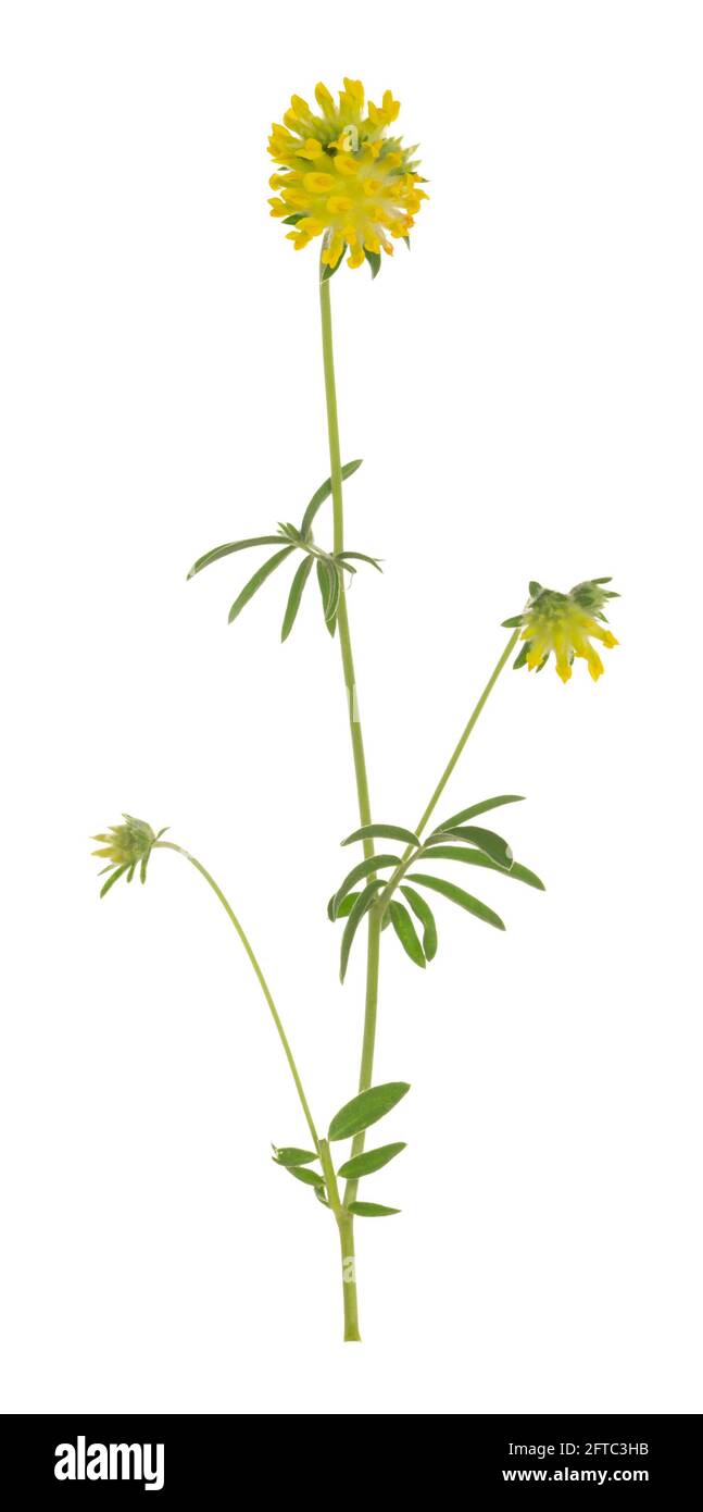 Courant kidneyvetch, Anthyllis vulneraria isolé sur fond blanc Banque D'Images