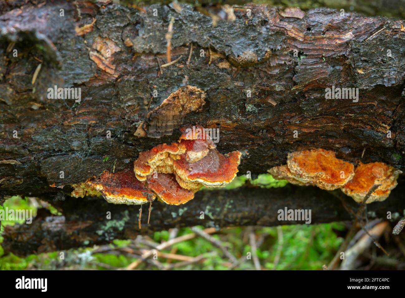 Polypore, Pycnoporellus fulgens croissant sur le bois Banque D'Images