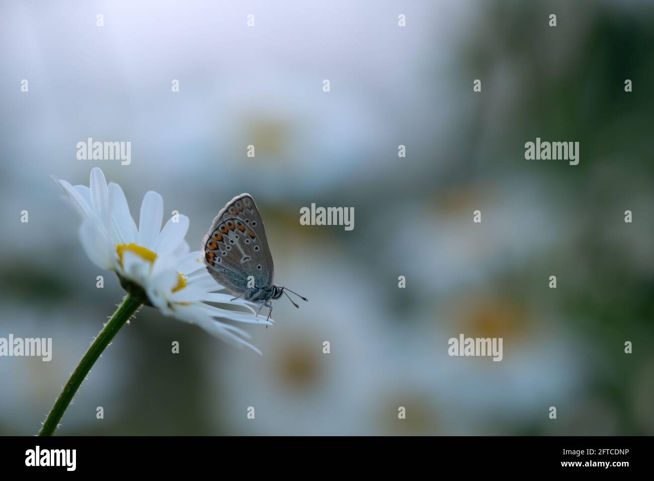 Géranium argus, Eumédonia eumedon reposant sur la Marguerite d'oeillet Banque D'Images