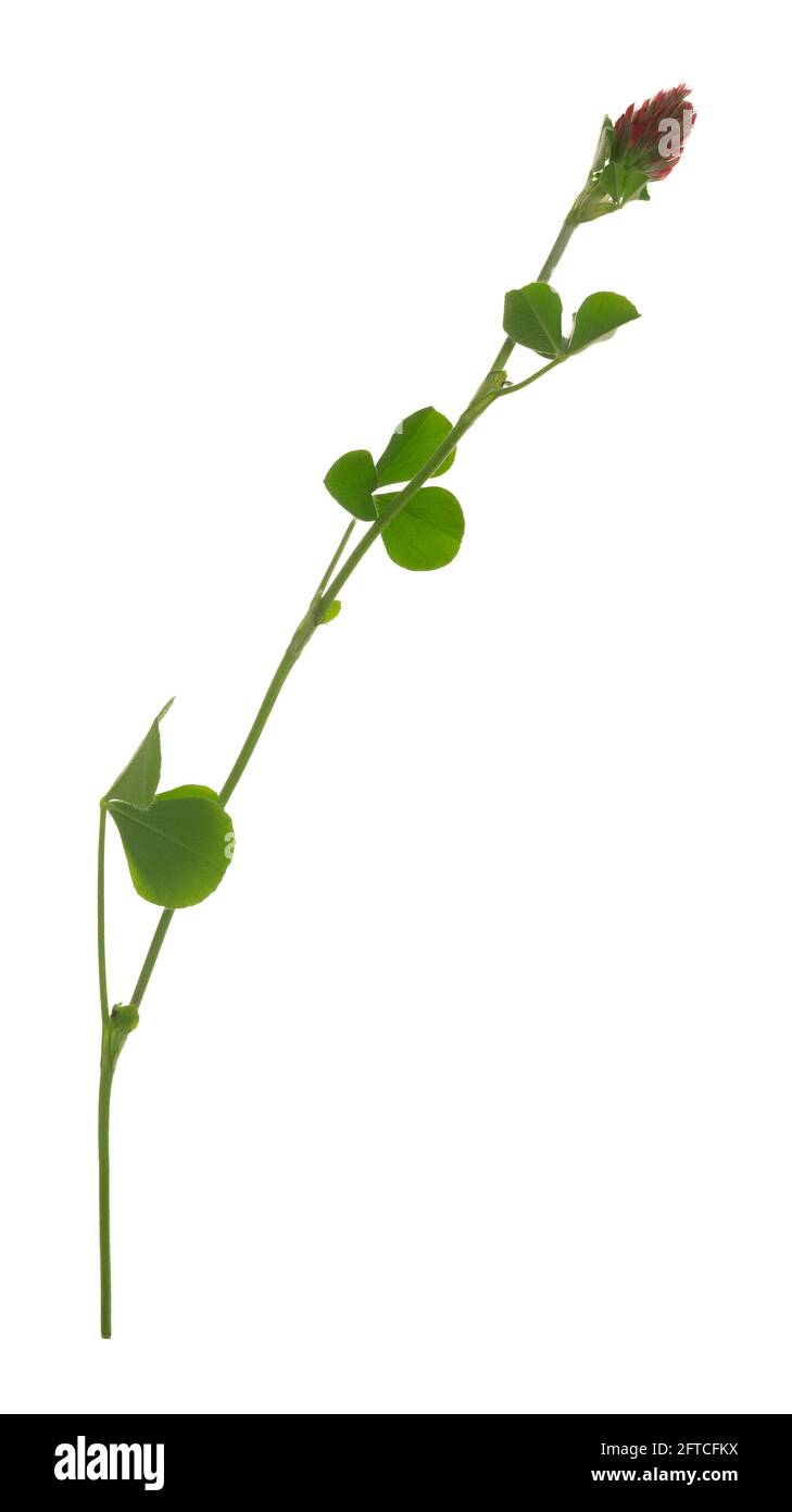 Trèfle cramoisi, plante de Trifolium incarnatum isolée sur fond blanc Banque D'Images