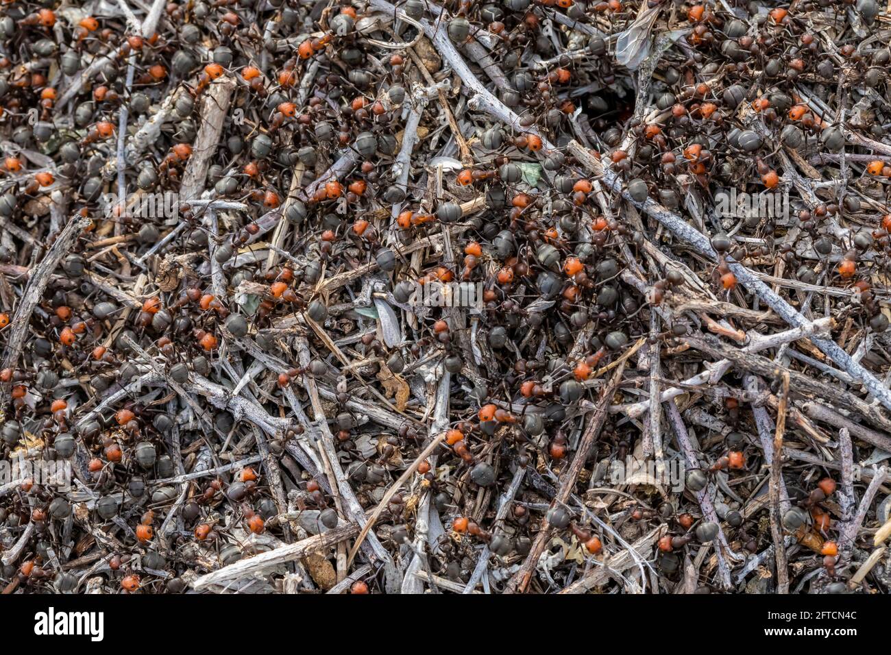 Ant de thatching occidental, Formica obscuripes, monticule dans le parc géologique de Toadstool, Oglala National Grassland, Nebraska, États-Unis Banque D'Images