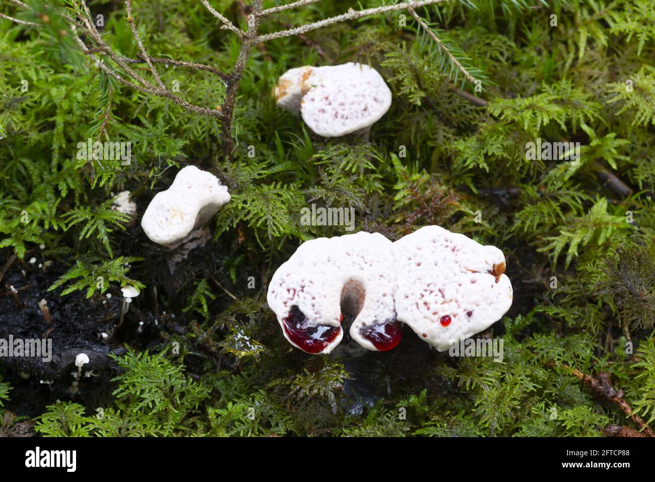 Le champignon de la dent de saignement, Hydnellum peckii croissant parmi les mousses Banque D'Images