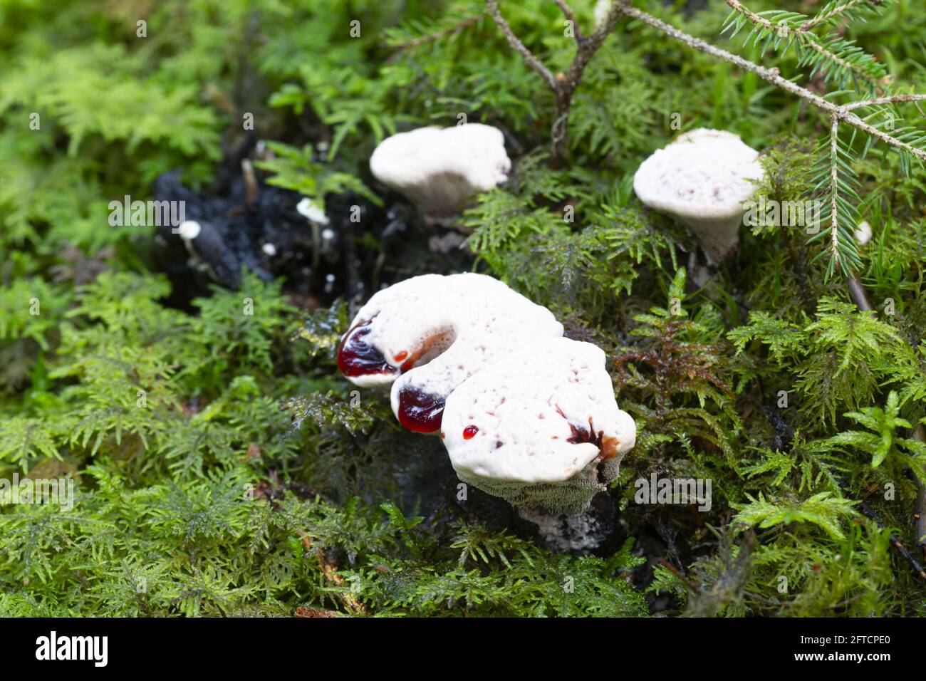 Le champignon de la dent de saignement, Hydnellum peckii croissant parmi les mousses Banque D'Images