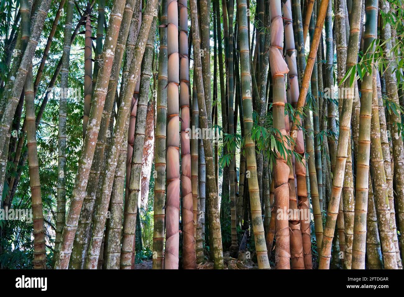 Bambou géant ou bambou dragon (Dendrocalamus giganteus), Rio de Janeiro, Brésil Banque D'Images