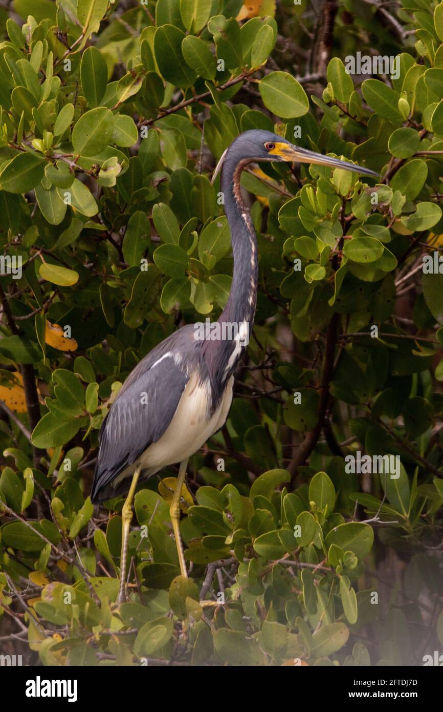 Heron tricolore, Egretta tricolor, chez les adultes qui se reproduisent, pose un plumage dans un habitat de marais de mangrove, au RNC de Merritt Island, dans le comté d'Orange, en Floride. Banque D'Images