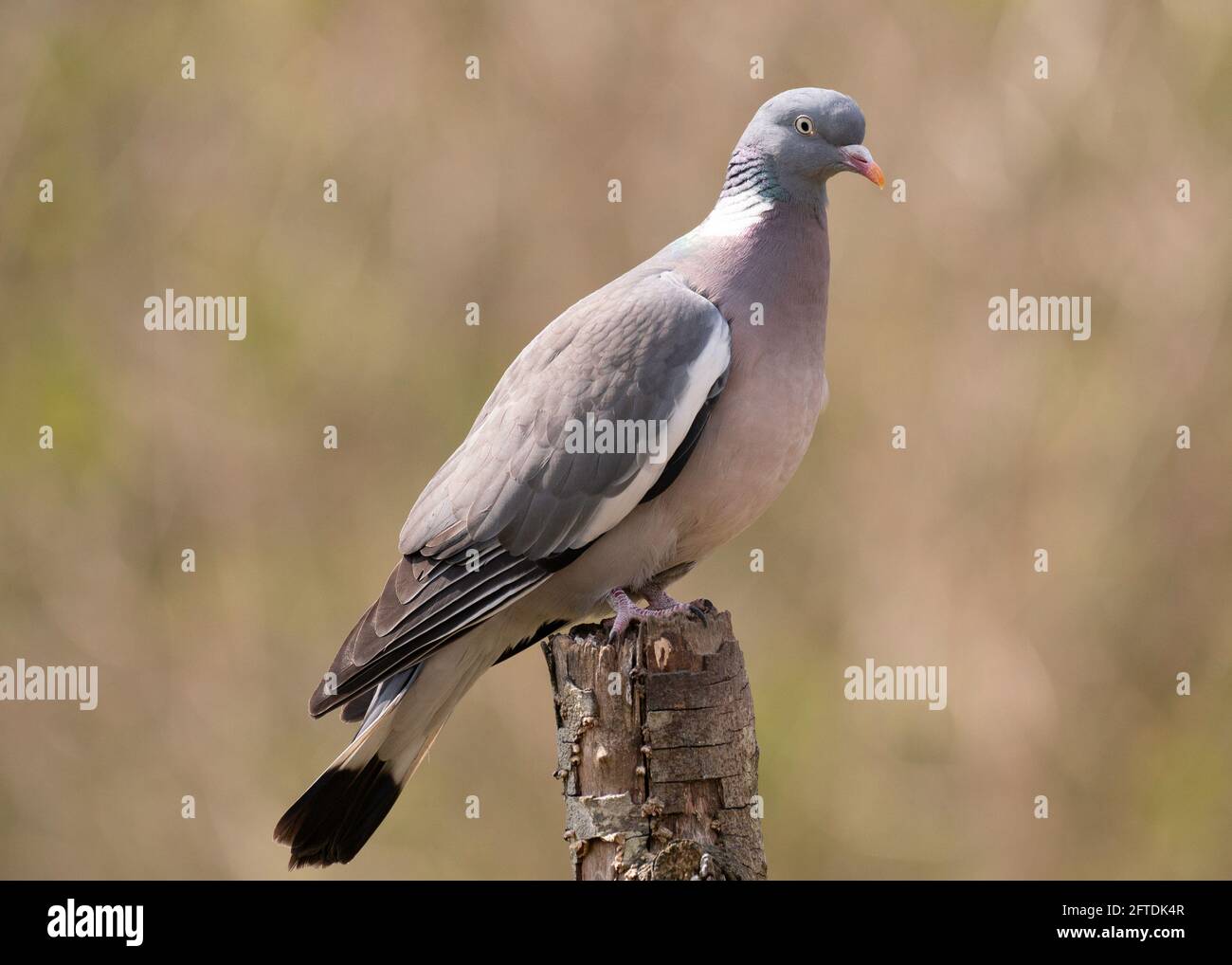 Vue rapprochée d'un pigeon domestique assis Une petite souche d'arbre dans Norfolk Banque D'Images