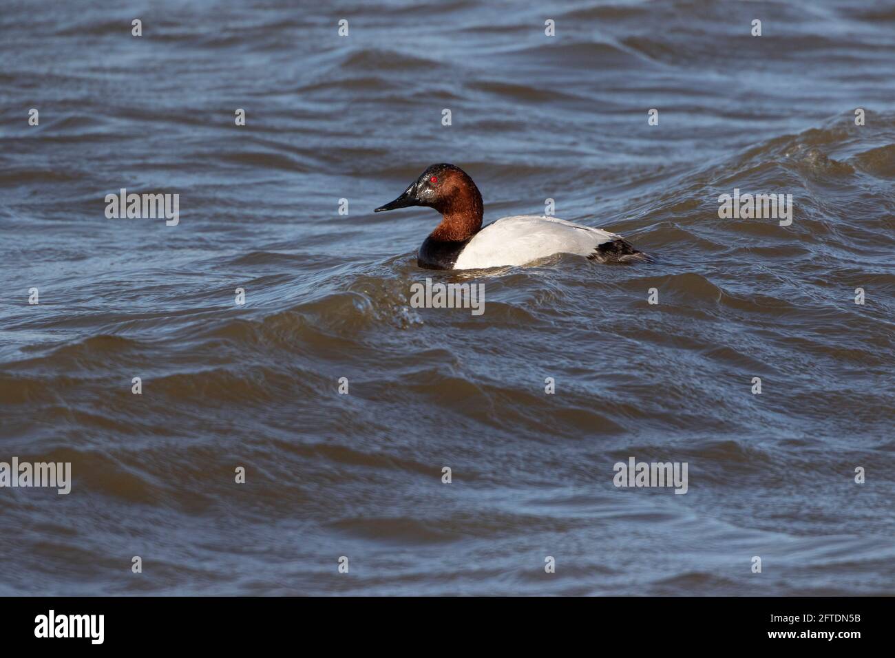 Le roi des Canards, un canvasback drake, Aythya valisineria, fait le tour des vagues d'un lac profond dans la vallée San Joaquin de Calfornia. Banque D'Images