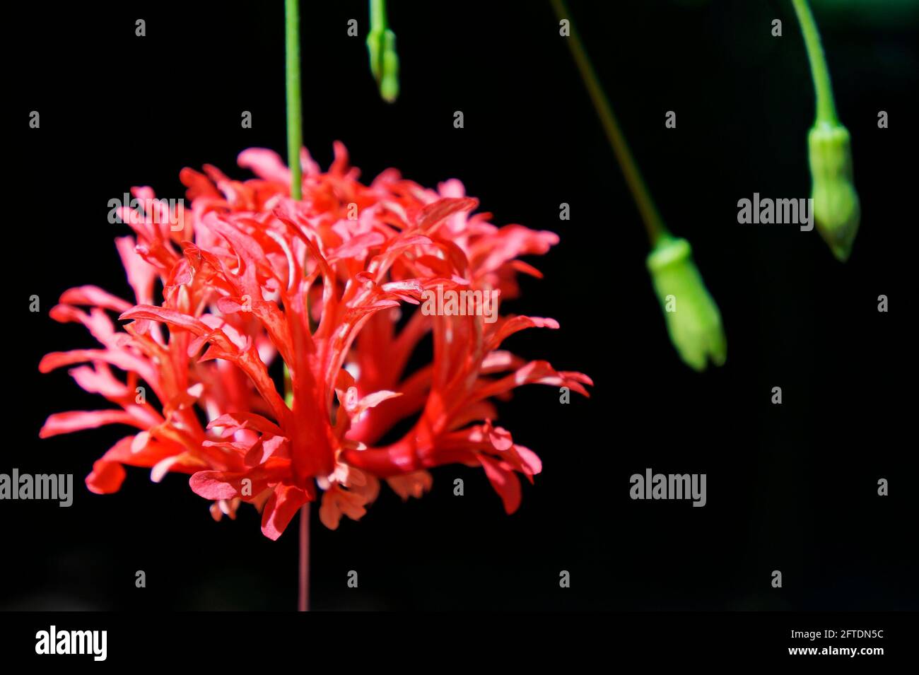 Fleur de rosemalle à franges (Hibiscus schizopetalus) Banque D'Images Fleur de rosemalle à franges (Hibiscus schizopetalus) Banque D'Images