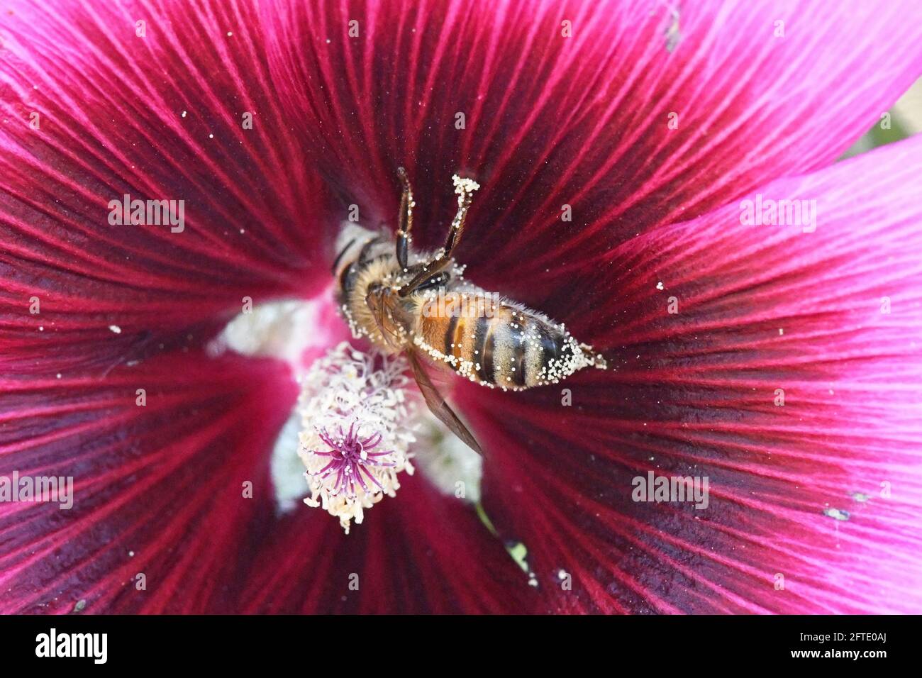 La pollinisation de l'Abeille fleur pourpre Banque D'Images