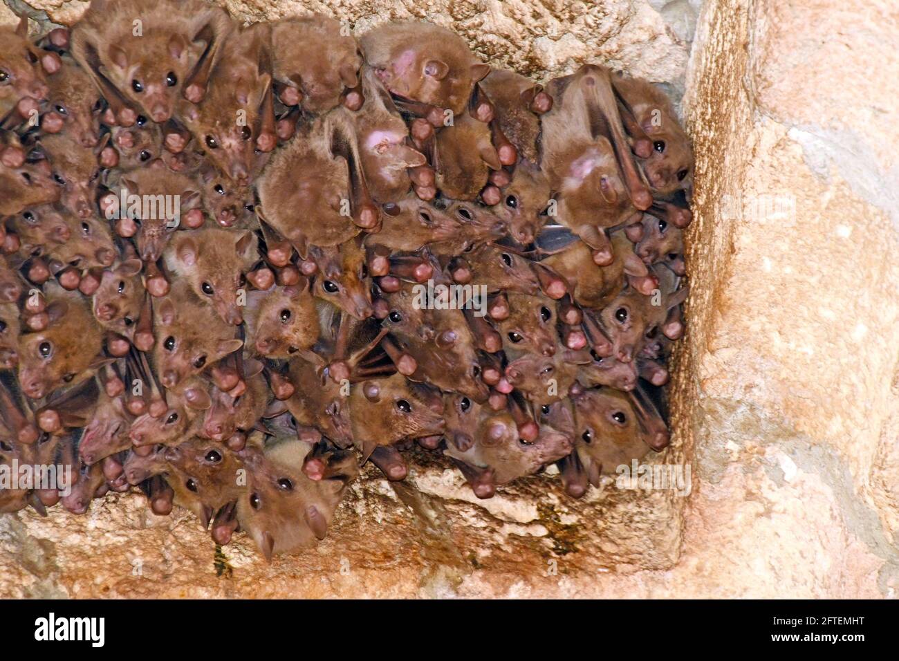 Des chauves-souris fruitées, Rousettus aegyptiacus, ensemble par temps froid Banque D'Images