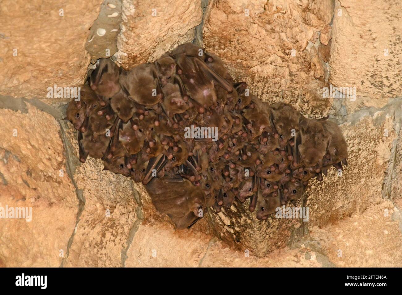 Des chauves-souris fruitées, Rousettus aegyptiacus, ensemble par temps froid Banque D'Images