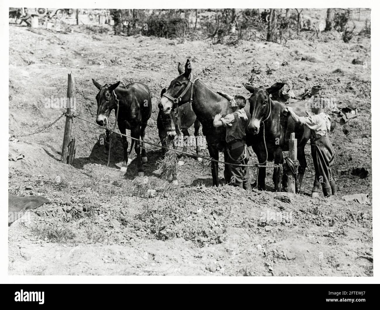 Première Guerre mondiale, première Guerre mondiale, Front occidental - Mules dans un cratère, maintenant une écurie de fortune faite par l'artillerie Shell, France Banque D'Images