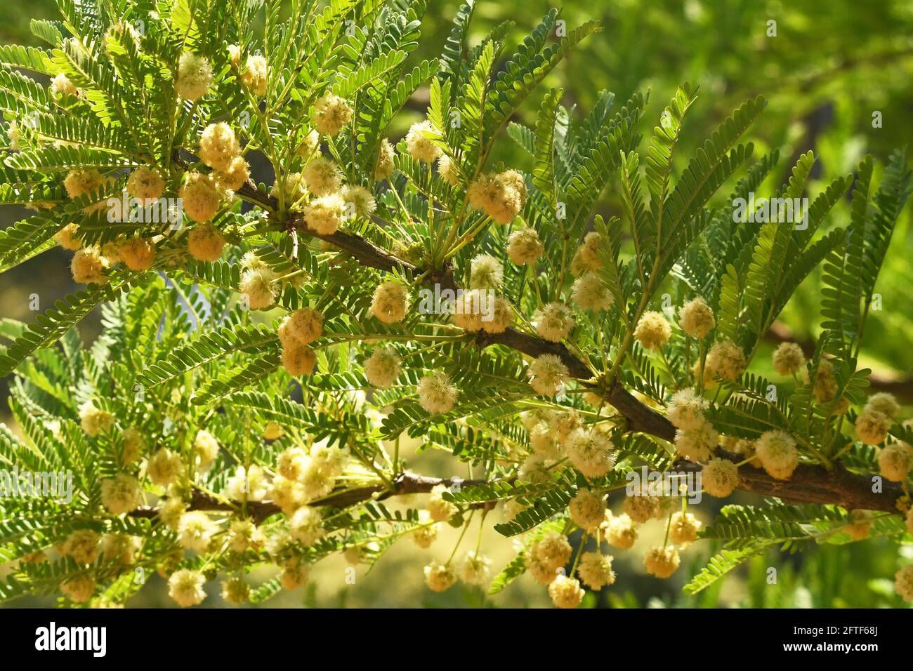 Acacia elatior - Afrique de l'est, Yémen Banque D'Images