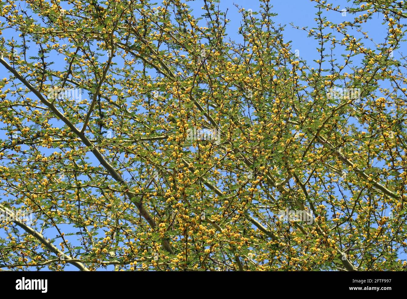 Acacia xanthophloea Banque D'Images