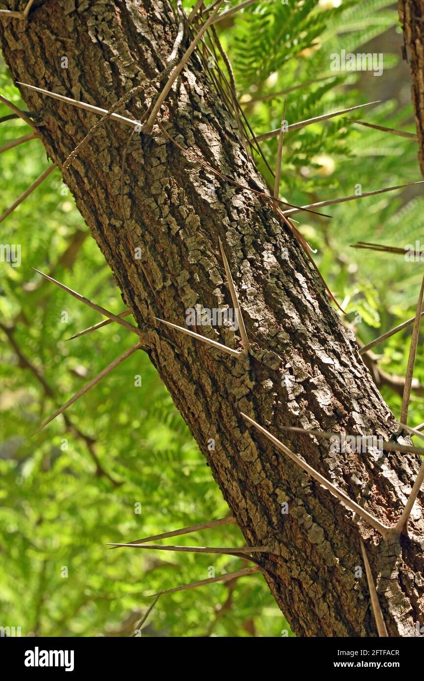 Acacia xanthophloea Banque D'Images