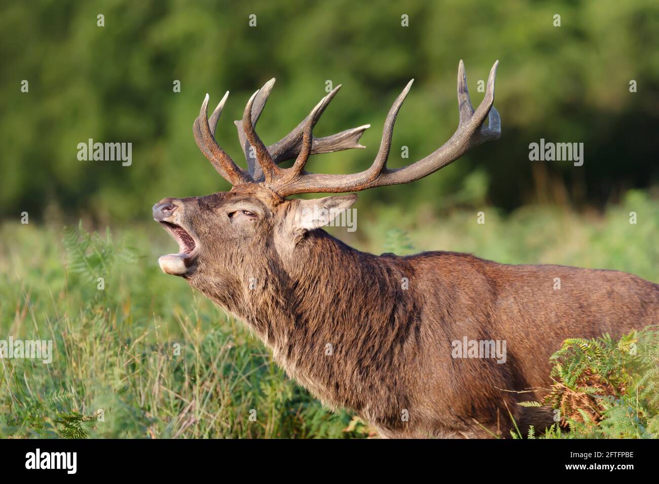 Portrait d'un cerf de Virginie qui appelle pendant la saison de rutting à l'automne, au Royaume-Uni. Banque D'Images