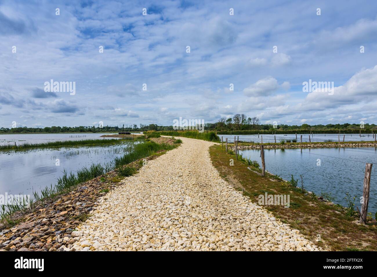 Étangs à poissons artificiels dans la Brenne, Indre (36), France. Banque D'Images