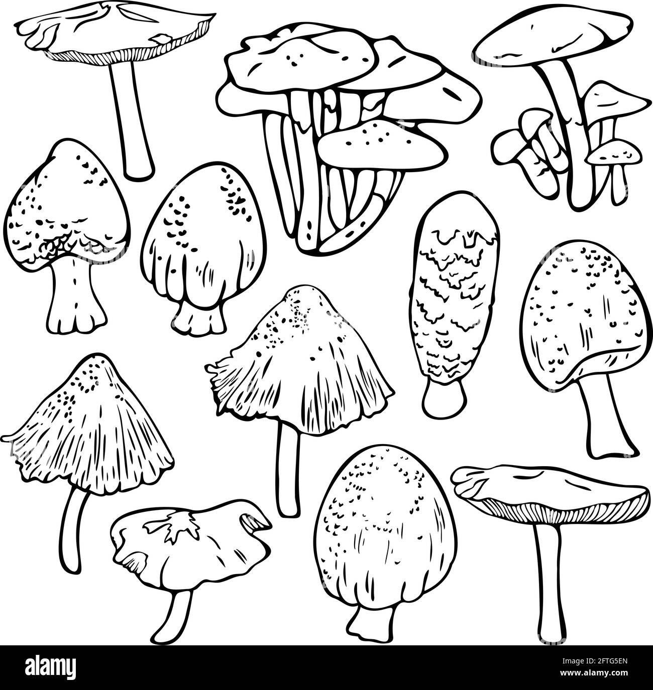 collection vectorielle de differents champignons design pour livre coloriage image stock alamy la saint patrick nouveau