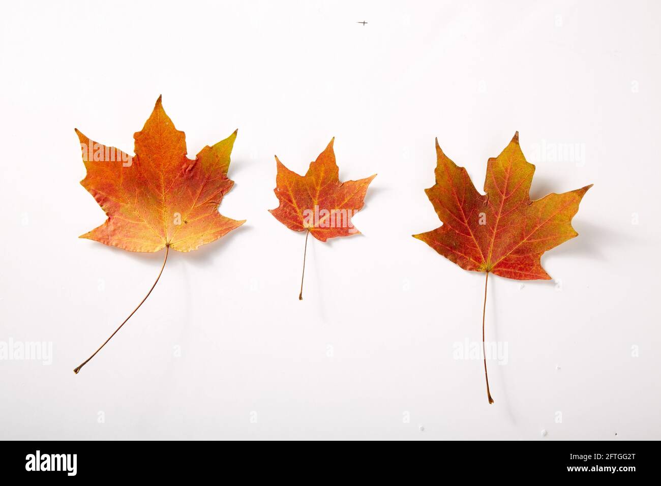 Feuilles d'érable à sucre Banque D'Images