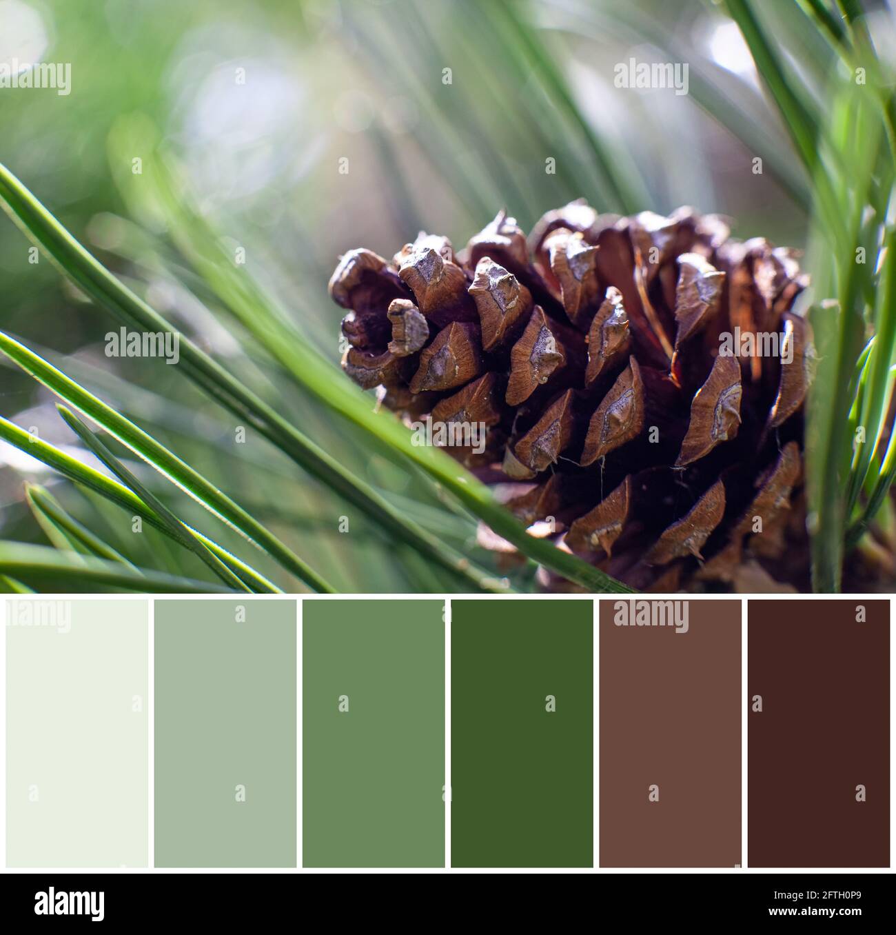 Palette de couleurs de cône de pin sur fond vert, gros plan Banque D'Images