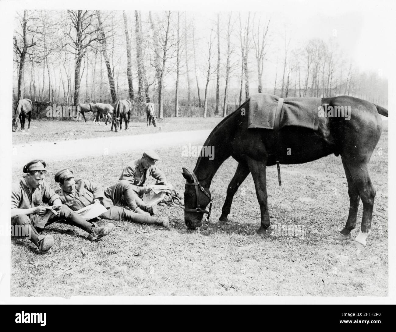 Première Guerre mondiale, première Guerre mondiale, front occidental - les cavalrymen se reposent et graissent leurs chevaux Banque D'Images