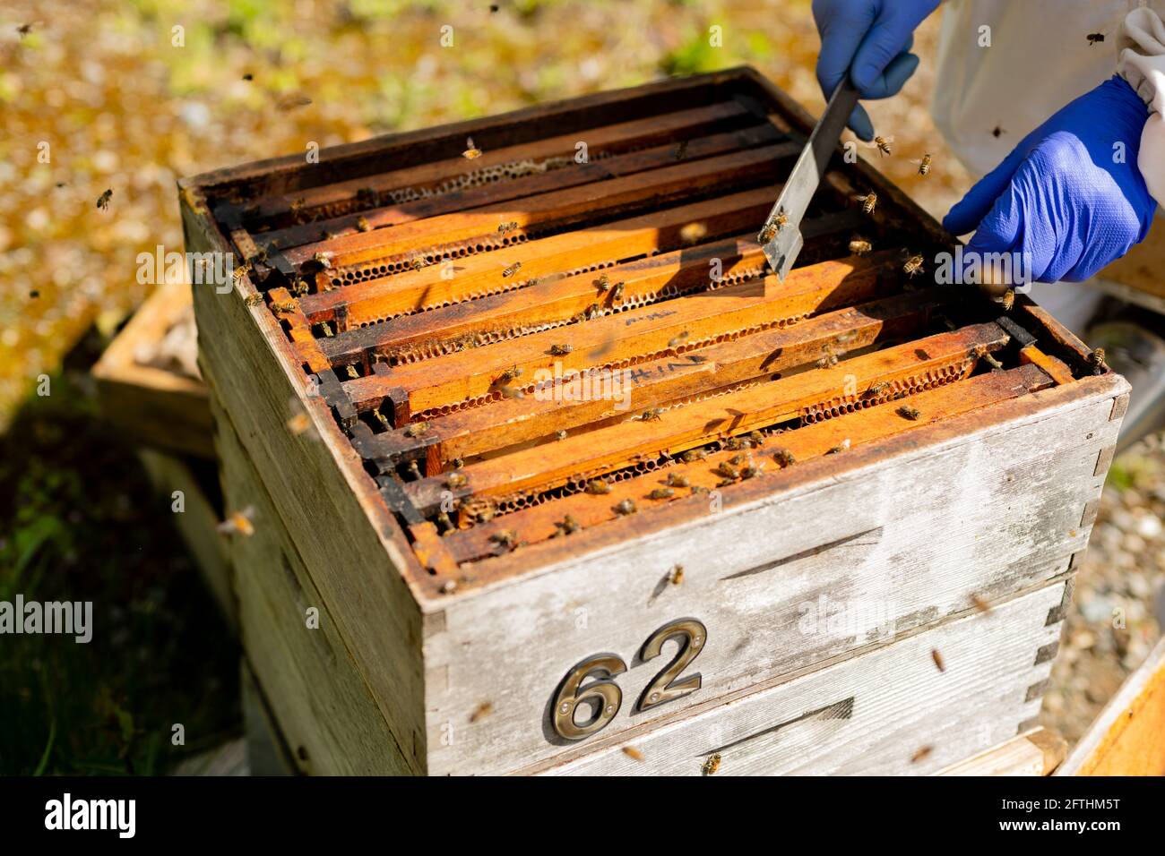 Apiculteur ouvrant une ruche, apiculant, ouvrant la ruche, vérifiant une ruche, inspection des abeilles Banque D'Images