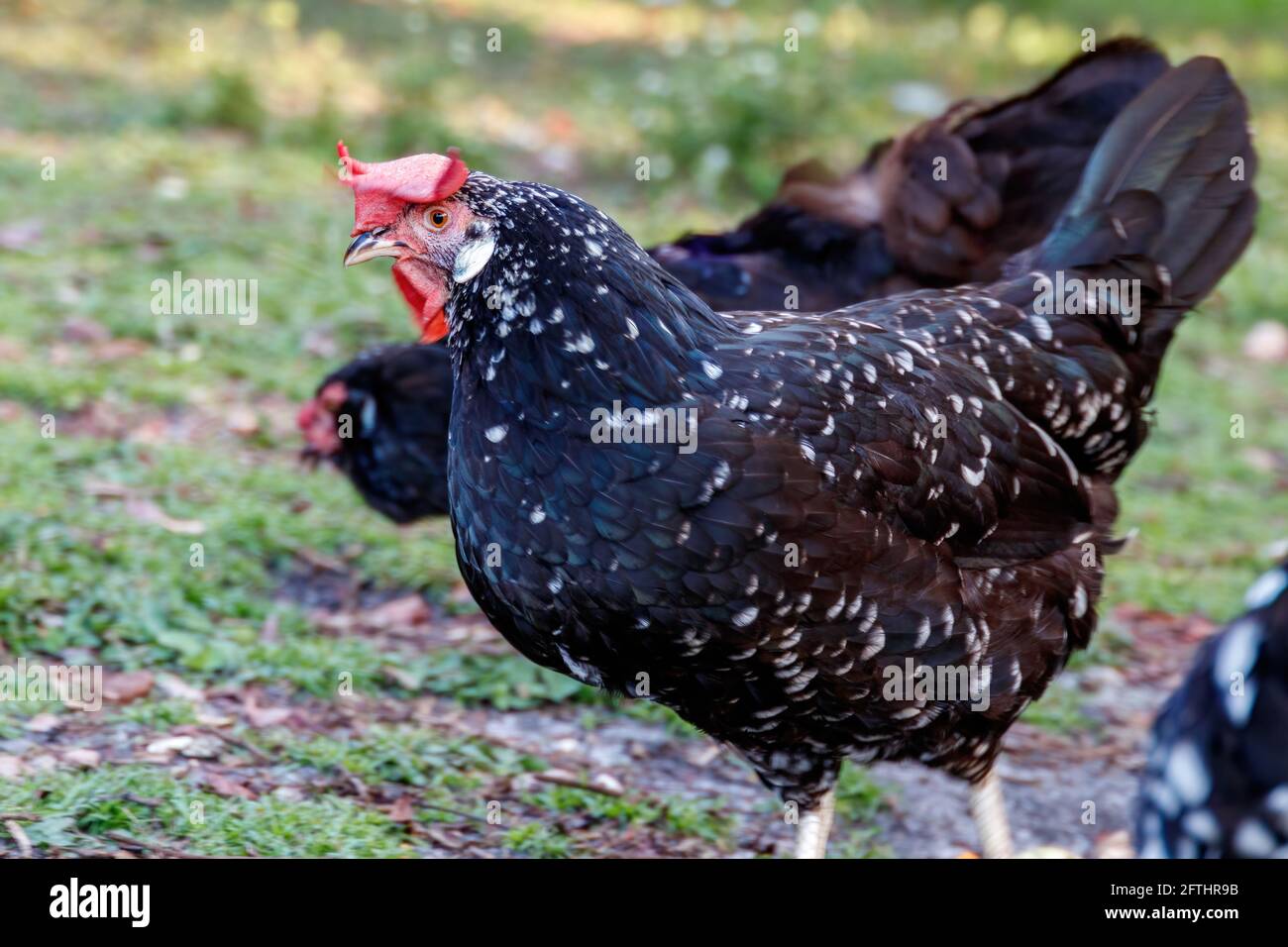 Le poulet Ancona est un oiseau de ferme de jardin à plumes noires avec des taches blanches partout et des yeux rouges orange. Une volaille domestique économique pour les oeufs Banque D'Images