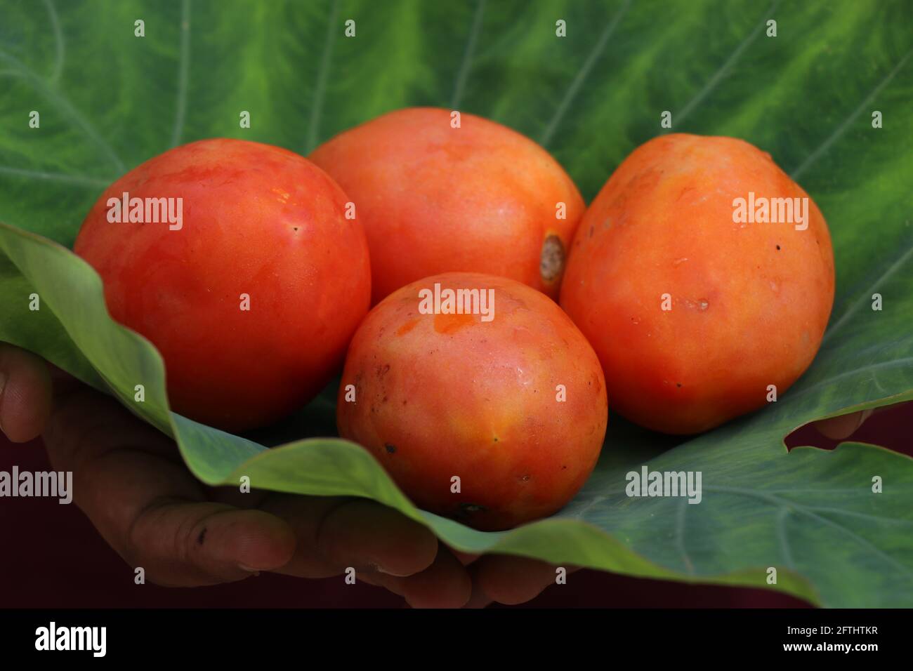 Groupe de tomates conservées sur la feuille après la récolte. Mûrir les tomates utilisées comme ingrédient alimentaire sur fond vert Banque D'Images