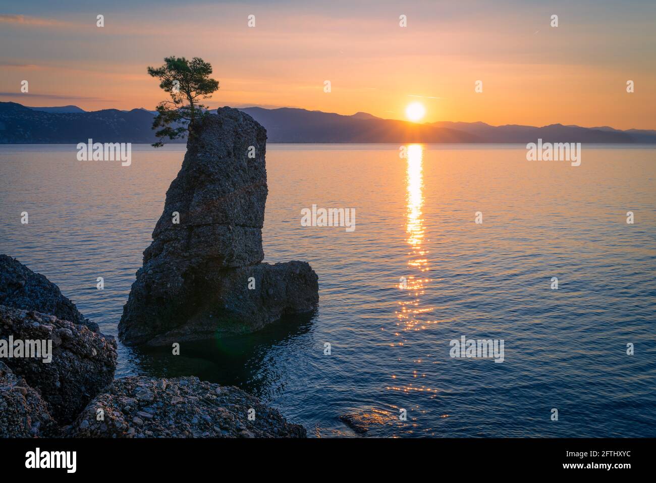 Roche de pin dans le parc de Portofino au lever du soleil le matin, Italie Banque D'Images