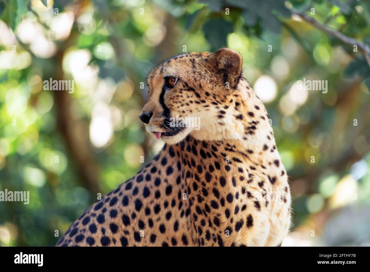 Portrait de Cheetah dans la savane africaine Banque D'Images